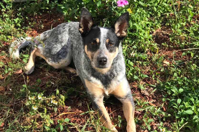 Blue heeler hot sale in an apartment