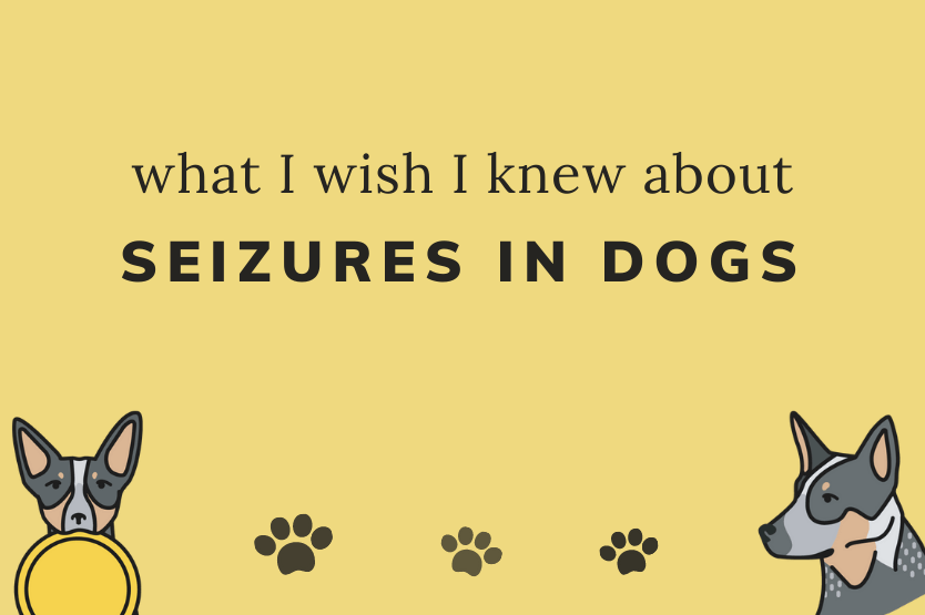 what do seizures in dogs look like