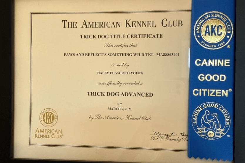 Thoughts on the AKC Canine Good Citizen Title | Paws and Reflect